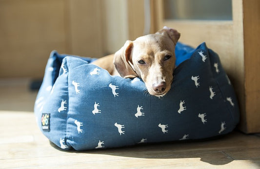HOW TO KEEP YOUR DOG'S BED CLEAN AND FRESH