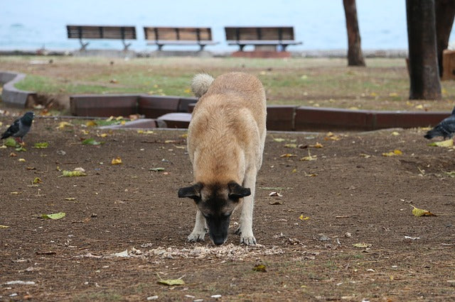 Why DOES My Dog Eat Poop and What Can I Do About It?