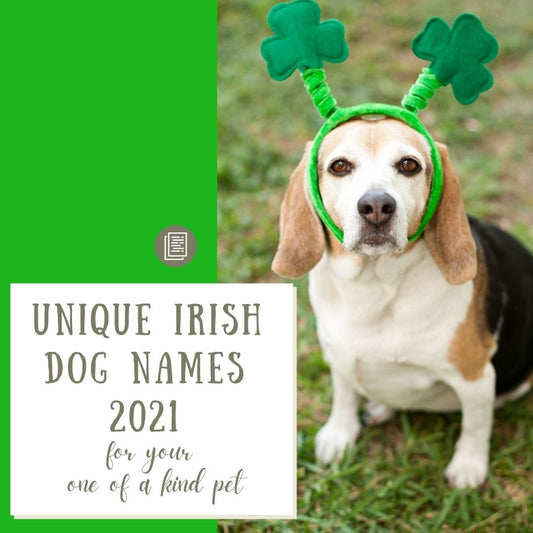 UNIQUE IRISH DOG NAMES FOR 2021 -- FOR YOUR ONE OF A KIND PET